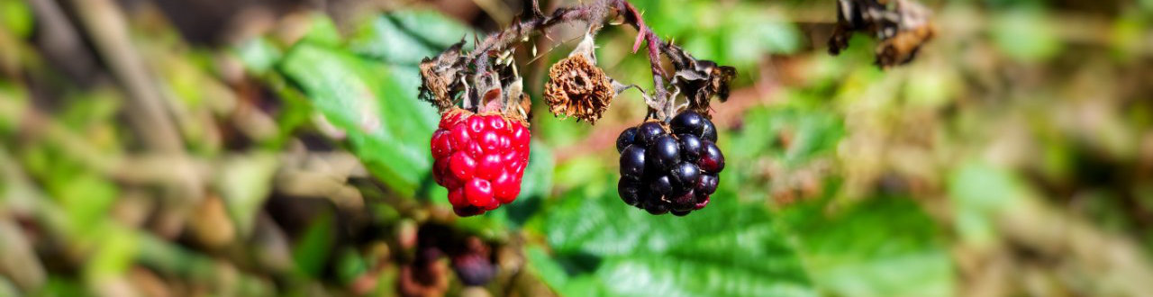 Himbeeren
