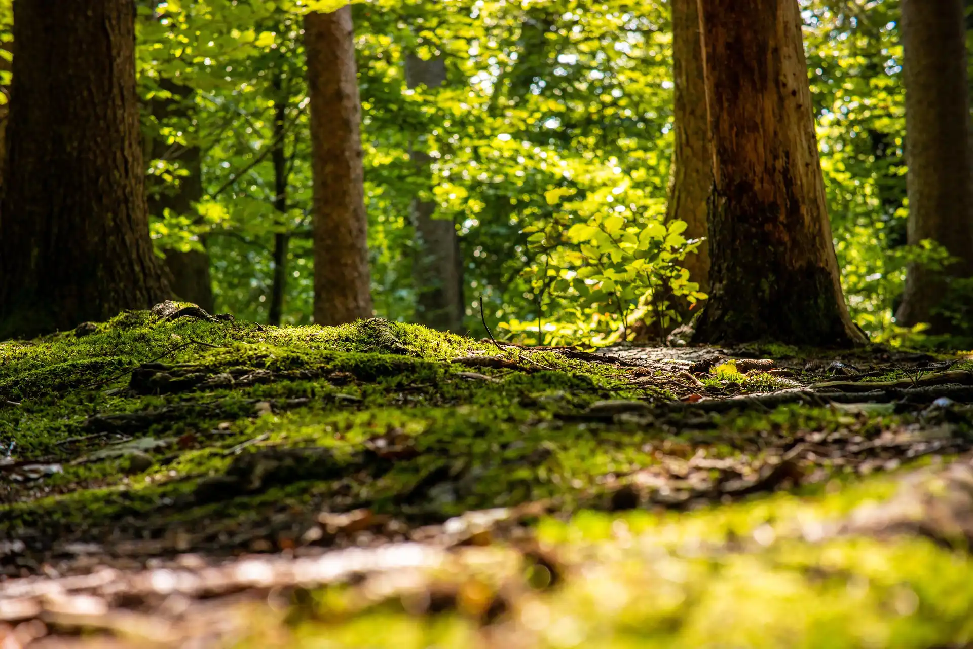 Waldbaden in Hamburg