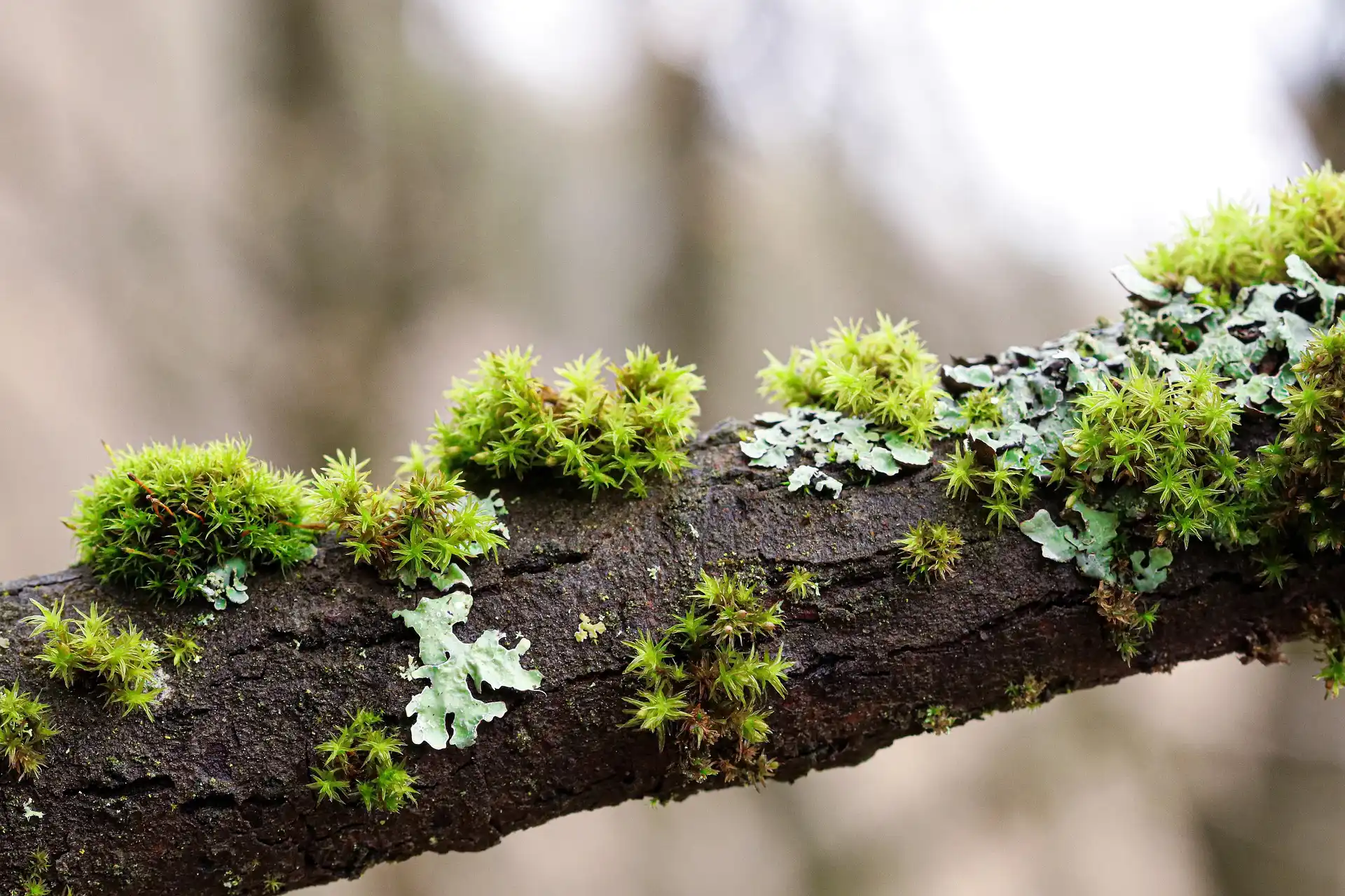 Naturvertrauen