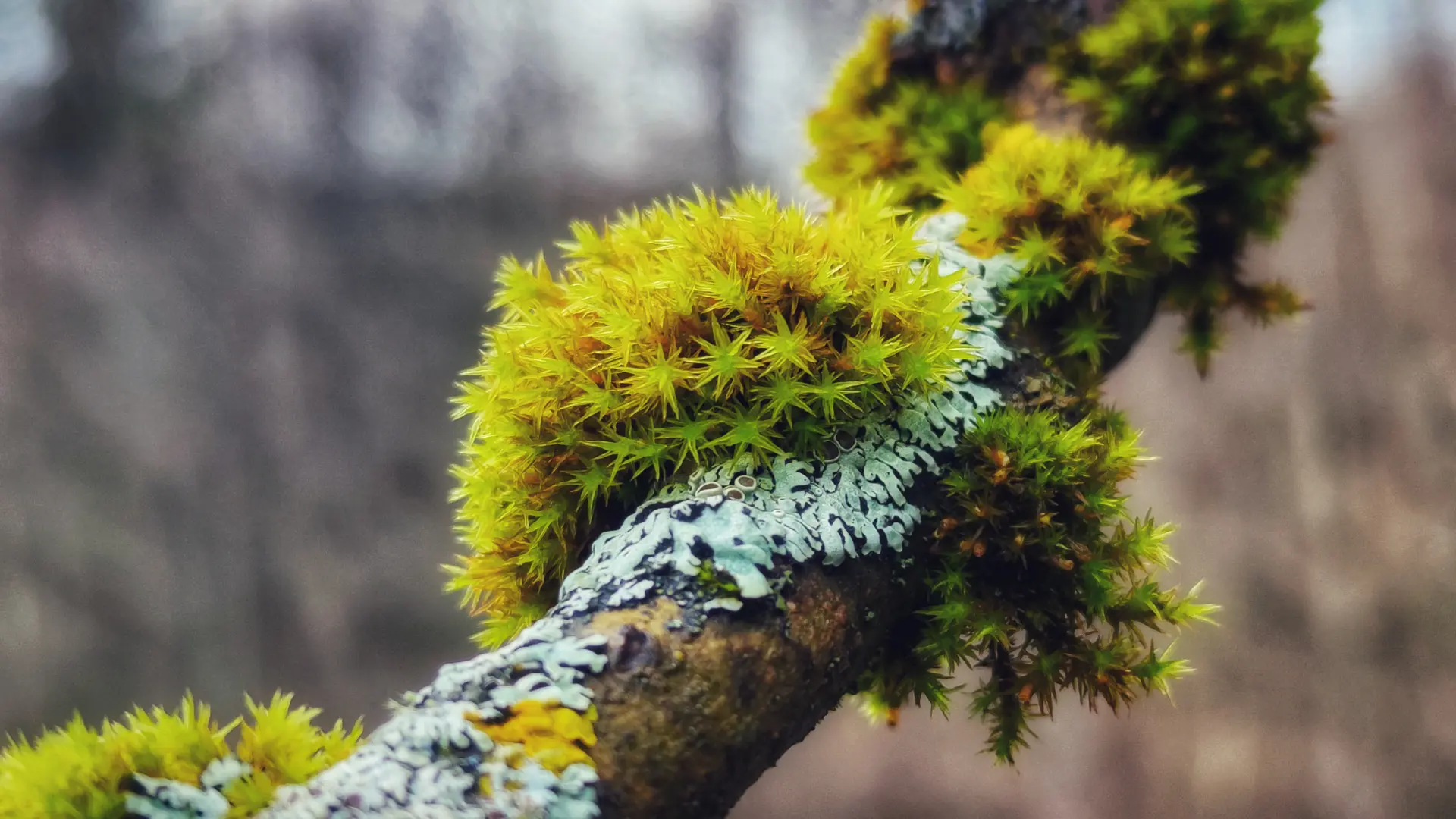 Naturvertrauen