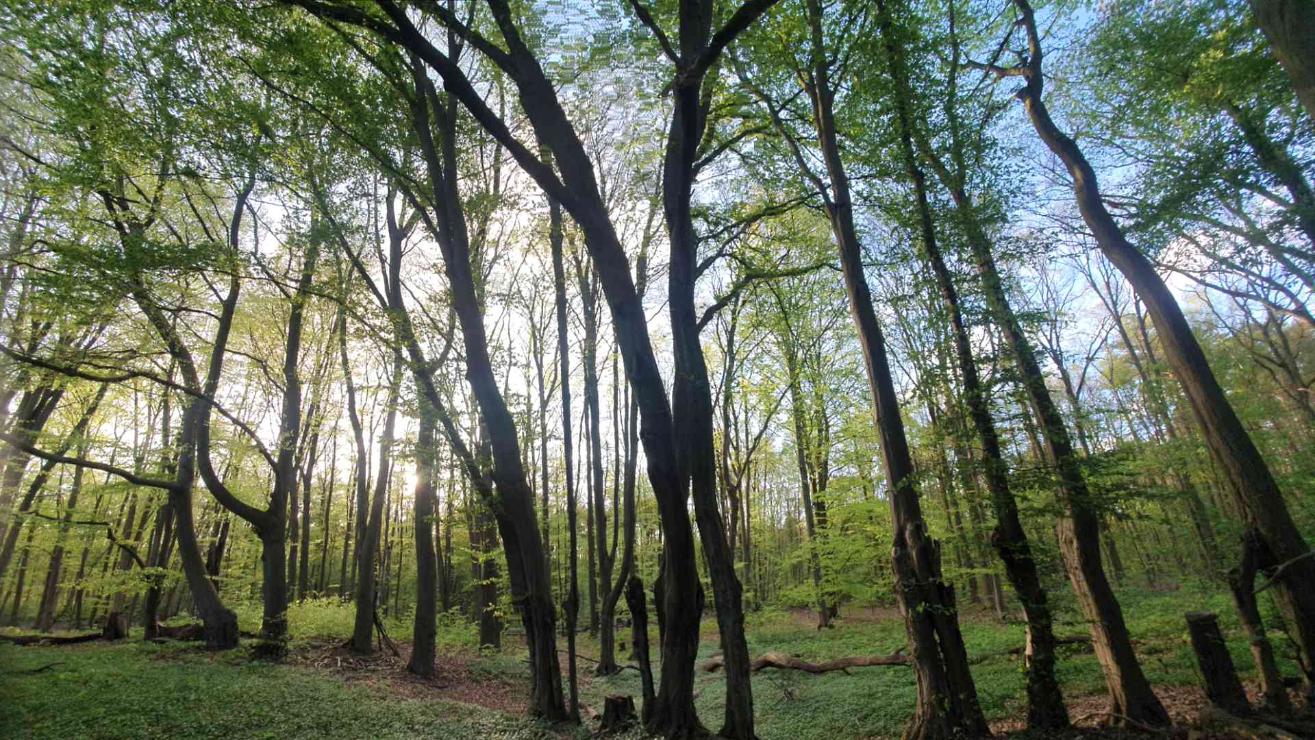 Naturvertrauen
